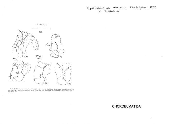 Diplomaragna curvata