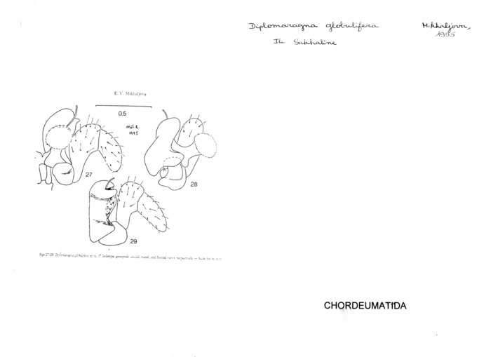 Diplomaragna globulifera