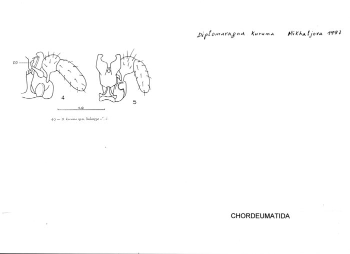 Diplomaragna kuruma
