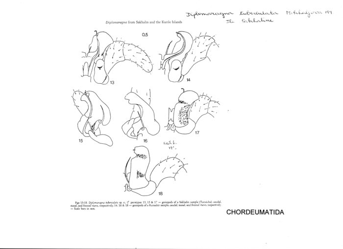 Diplomaragna tuberculata
