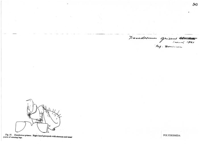 Docodesmus griseus