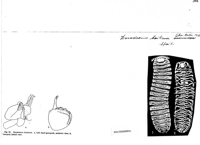 Docodesmus haitiensis