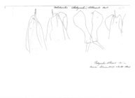 Dolichoiulus alluaudi