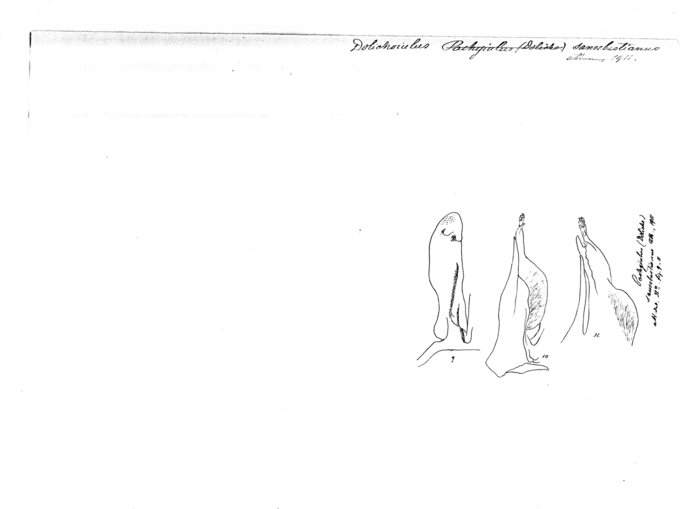 Dolichoiulus sansebastianus