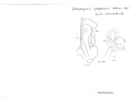 Doratogonus lykophorus