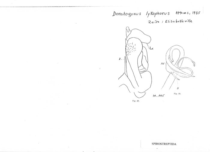 Doratogonus lykophorus