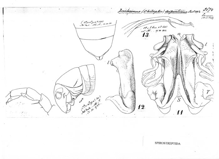 Doratogonus serpentinus