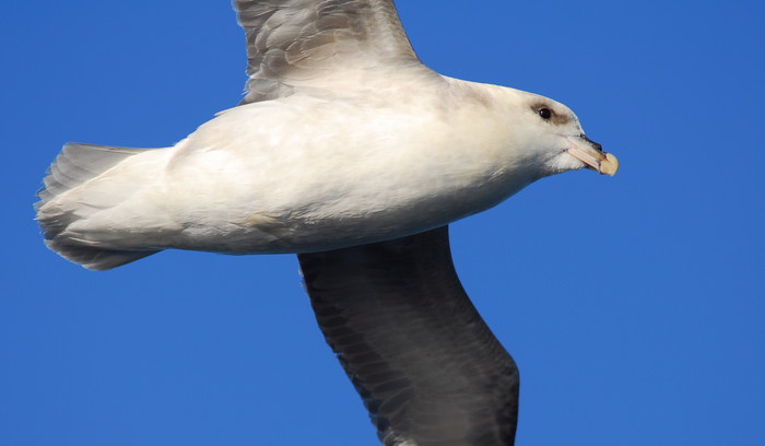 Fulmar Fulmar