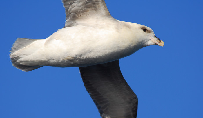 Fulmar