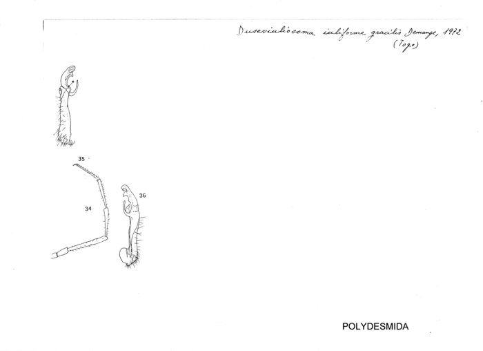 Duseviulisoma iuliforme gracilis Duseviulisoma iuliforme gracilis