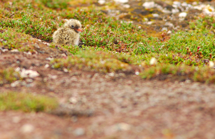 arctic tern