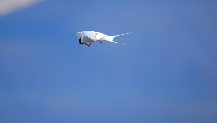 Arctic tern