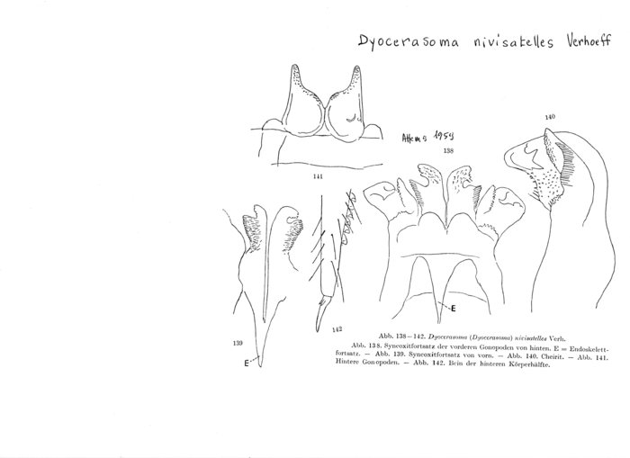 Dyocerasoma nivisatelles