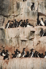Brünnich's murre