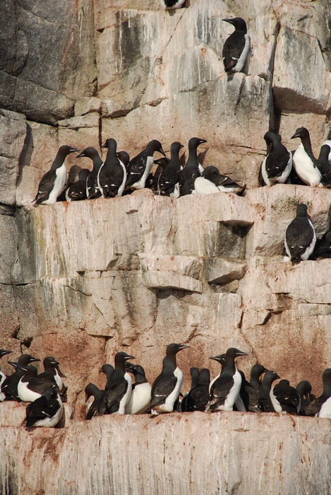 Brünnich's murre Brünnich's murre