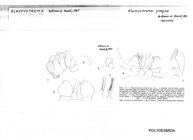 Elassystremma pongwe