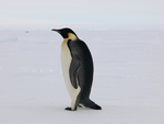 Aptenodytes forsteri - Emperor Penguin