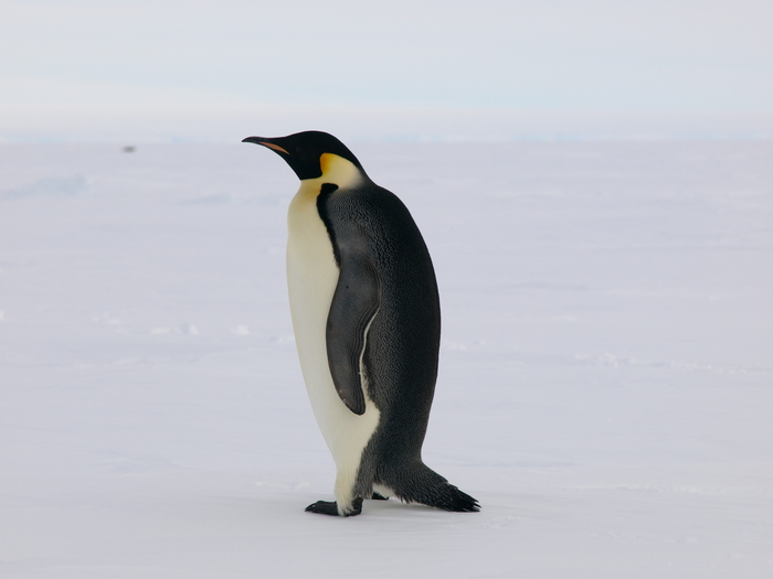 Aptenodytes forsteri - Emperor Penguin Aptenodytes forsteri - Emperor Penguin