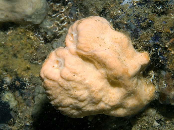 Agelas oroides Agelas oroides