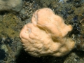 Porifera (sponges)