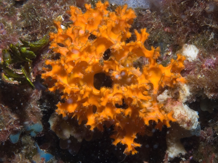 Acanthella acuta Acanthella acuta