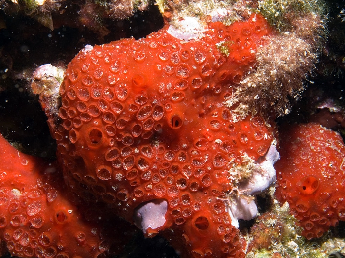 Phorbas topsenti Phorbas topsenti