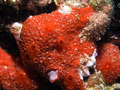 Porifera (sponges)