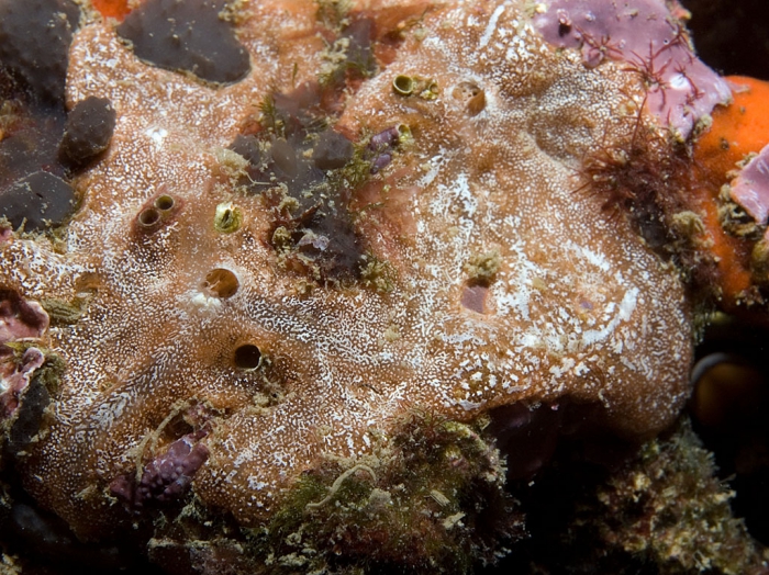 Clathria (Thalysias) jolicoeuri Clathria (Thalysias) jolicoeuri