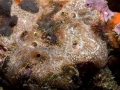 Porifera (sponges)