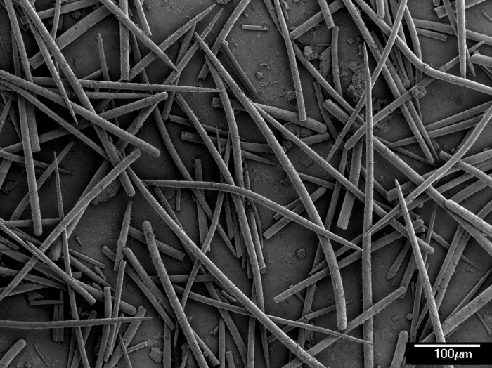 Axinella pyramidata - spicules Axinella pyramidata - spicules
