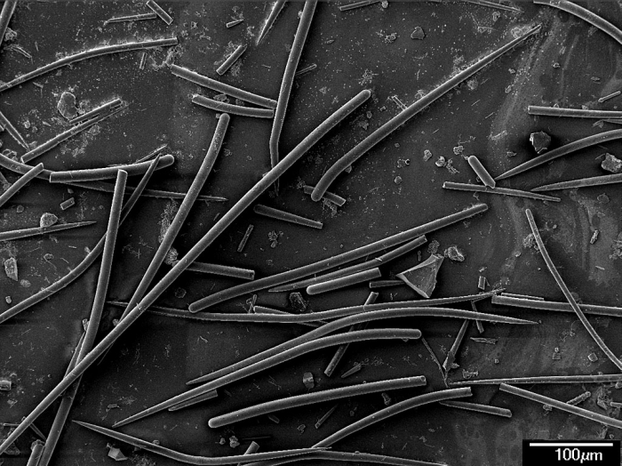 Axinella pyramidata - spicules Axinella pyramidata - spicules
