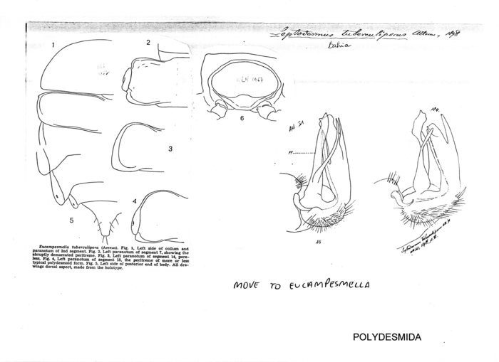 Eucampesmella tuberculipora