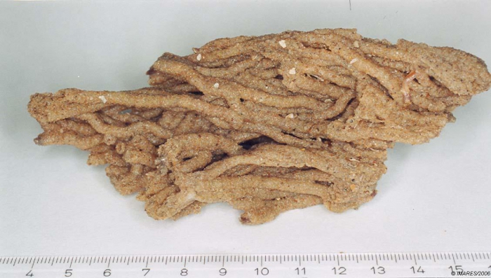 Sabellaria alveolata (Linnaeus, 1767) Sabellaria alveolata (Linnaeus, 1767)