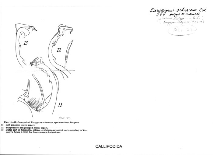 Eurygyrus ochraceus