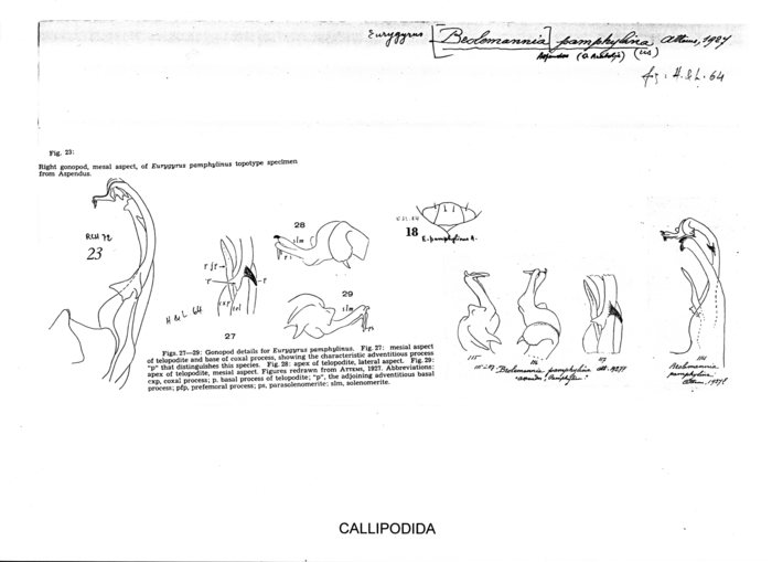 Eurygyrus pamphylinus