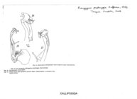 Eurygyrus perphrygia