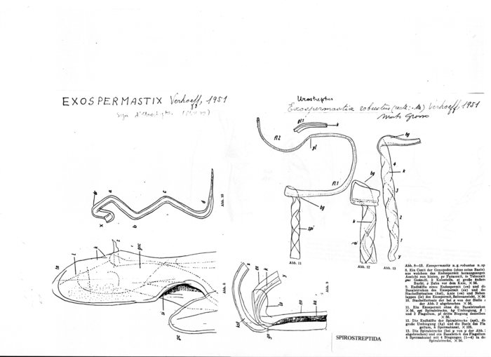 Exospermastix robustus