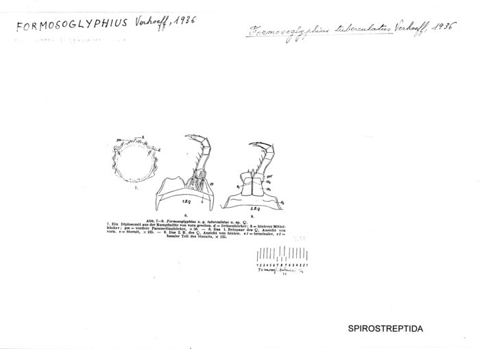 Formosoglyphius tuberculatus Formosoglyphius tuberculatus