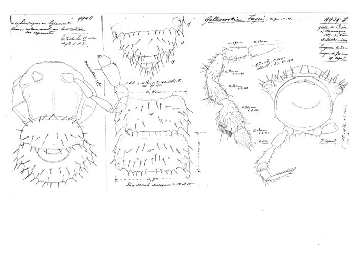 Galliocookia fagei