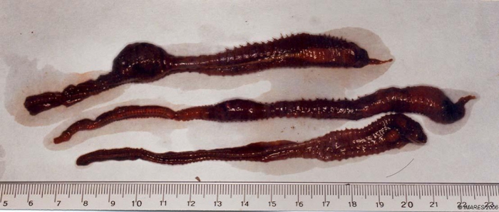 Scalibregma inflatum Rathke, 1843 Scalibregma inflatum Rathke, 1843