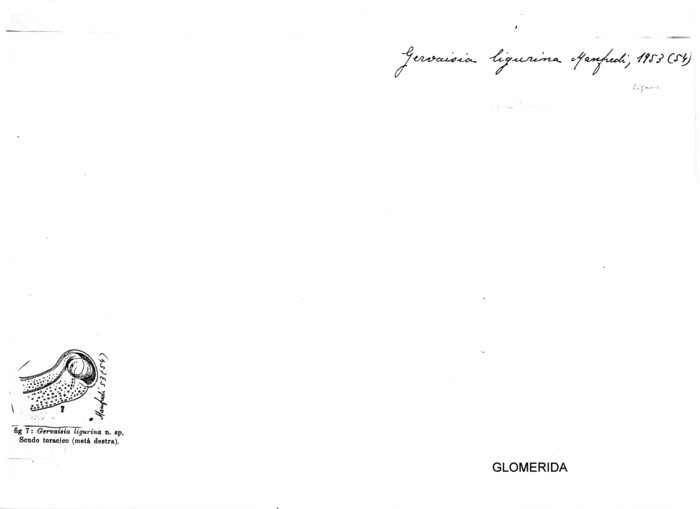 Gervaisia ligurina