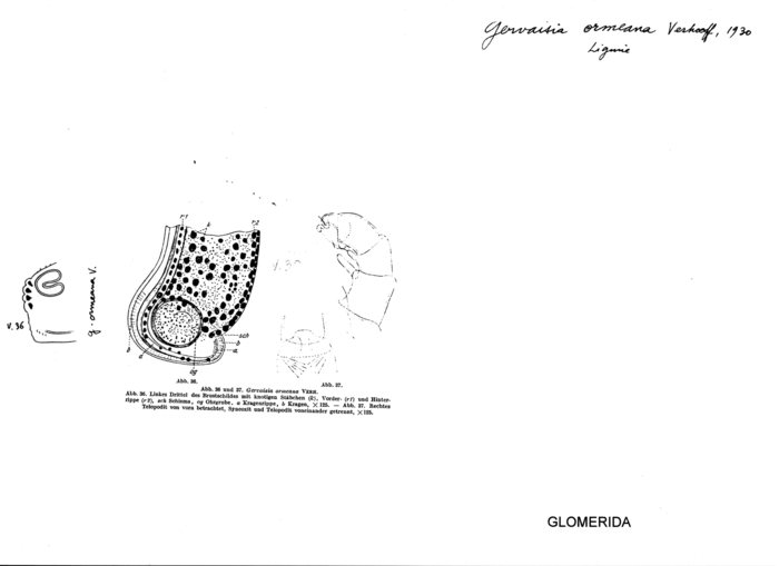 Gervaisia ormeana