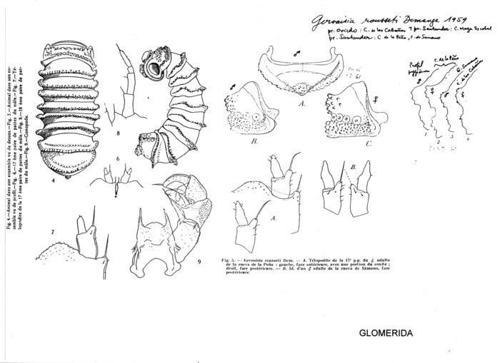 Gervaisia rousseti