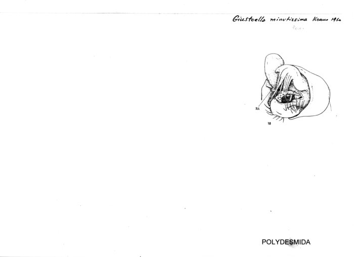 Giustoella minutissima