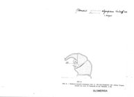 Glomeris bureschi olympiaca
