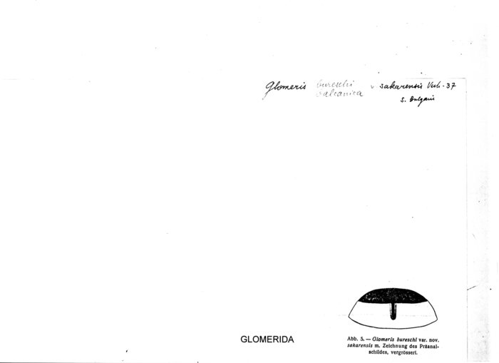 Glomeris bureschi sakarensis