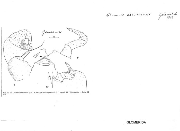 Glomeris canariensis