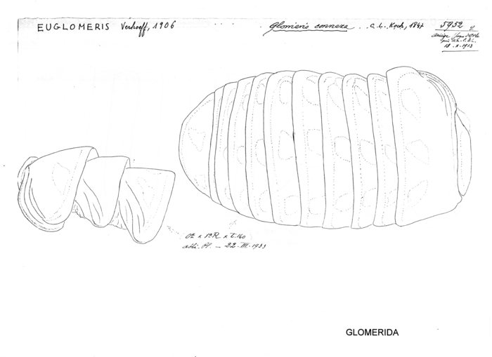 Glomeris connexa