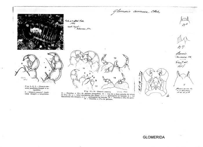 Glomeris connexa