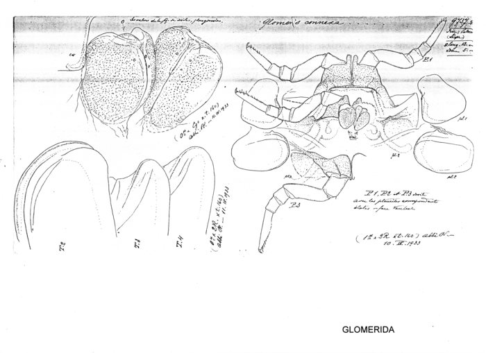 Glomeris connexa